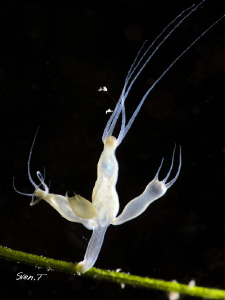 Hydra reproduction.. by Sven Tramaux 
